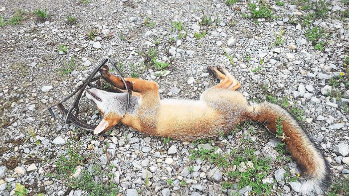 Tierquälerei: Fuchs stirbt in Schlagfalle 