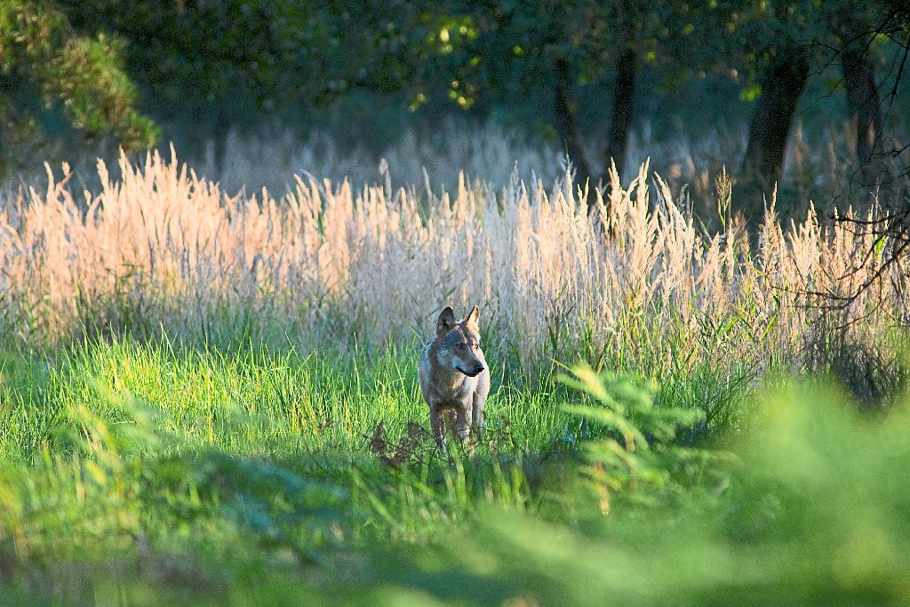 Laut dem BUND Mittleres Kinzigtal könnte die Region mit der Rückkehr des Wolfs etwa 40 Arten verlieren. Foto: Nabu/Noack