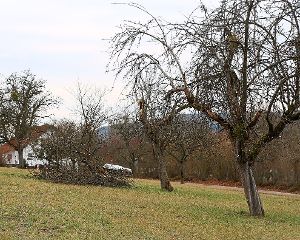 Bald blühen die Streuobstwiesen in Ebhausen wieder – jetzt wurde im Gemeinderat über die Verwertungsmöglichkeiten des Streuobstes diskutiert.  Foto: Priestersbach Foto: Schwarzwälder-Bote