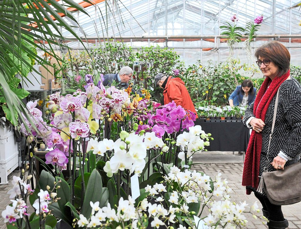 Die farbenfrohe Pracht der Orchideen lockten zahlreiche Besucher in die Orangerie und ins Gewächshaus im Stadtpark.