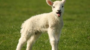 7. April: Kleines Lamm gerettet