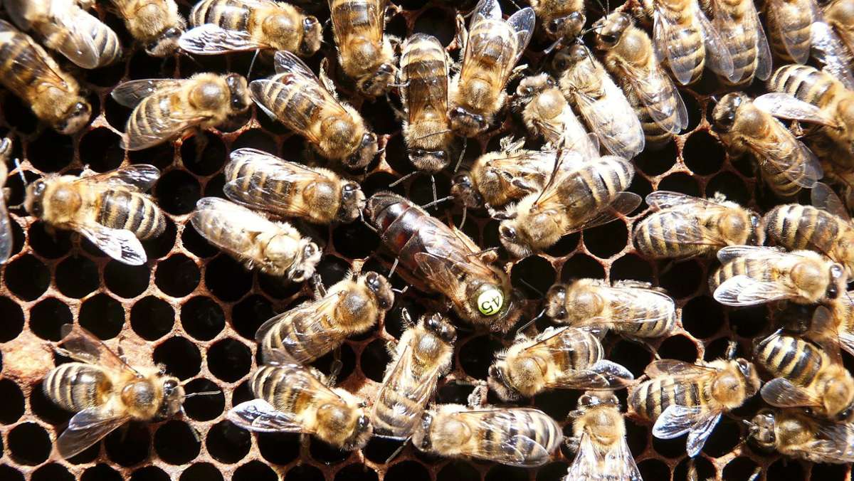 Horber Imker gibt Einblick: Vorsicht: Bienenstachel nicht einfach rausziehen