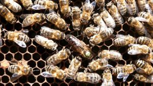Vorsicht: Bienenstachel nicht einfach rausziehen