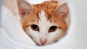 Katzen in luftdicht verschlossenem Paket gefunden