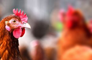 Normalerweise verhalten sich Hühner neugierig, wenn Besucher den Stall betreten. (Symbolfoto) Foto: monticellllo – stock.adobe.com