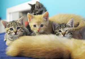Wenn die süßen Kätzchen nicht mit in den Urlaub können, helfen Tierpensionen auf Zeit aus der Not. Foto: dpa