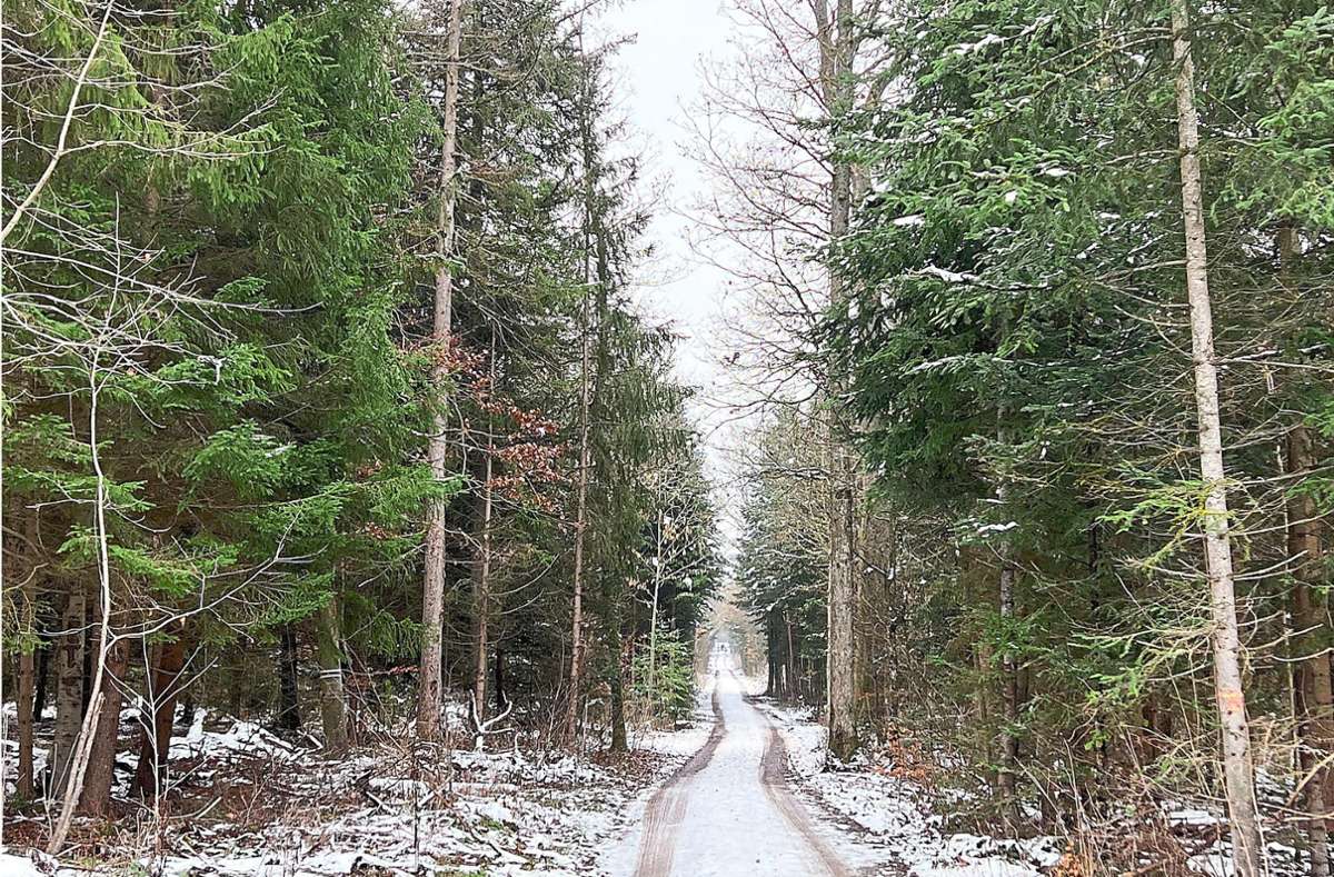 Der Mötzinger Gemeindewald soll 2023 im Haushalt mit einer schwarzen Null abschließen. Foto: Priestersbach