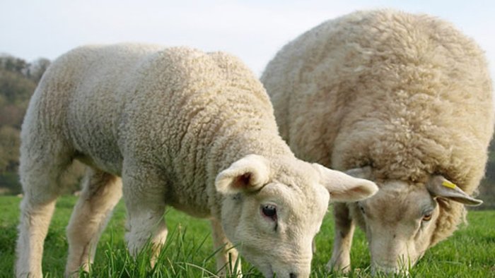 Schaf rastet aus und randaliert