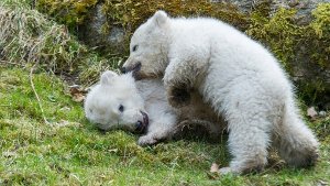 Eisbärbabys entzücken 10.000 Besucher