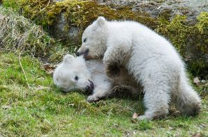 Die Eisbären, die am 9. Dezember 2013 zur Welt kamen, wurden jetzt zum ersten Mal im Tierpark Hellabrunn der Öffentlichkeit vorgestellt. Das putzige Paar lockte die Besucher in Scharen an. Foto: dpa