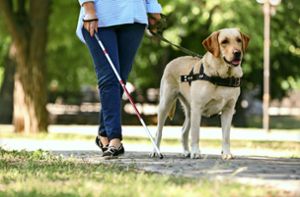 Ein Blindenführhund würde Dennis Gerber mehr Sicherheit in seinem Alltag geben. Foto: © Africa Studio - stock.adobe.com