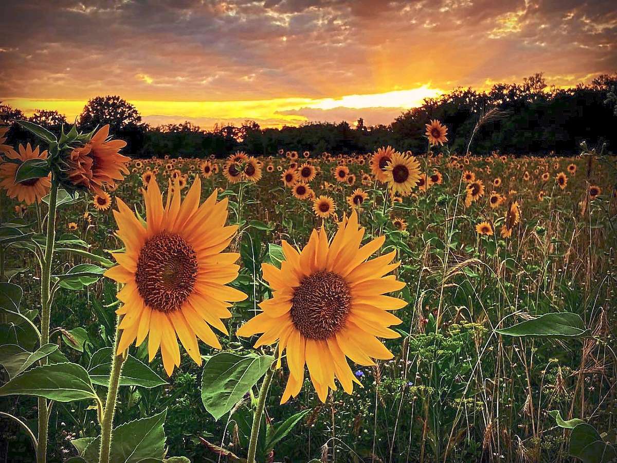 Leser Zeigen Ihre Fotos So Sch n Ist Der Sommer Lahr 