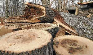 An immer mehr Bäumen im Ostelsheimer Gemeindewald zeigt sich die Rotfäule. Das Material ist zum Teil nur noch als Brennholz verwendbar. Foto: Archiv Foto: Schwarzwälder-Bote