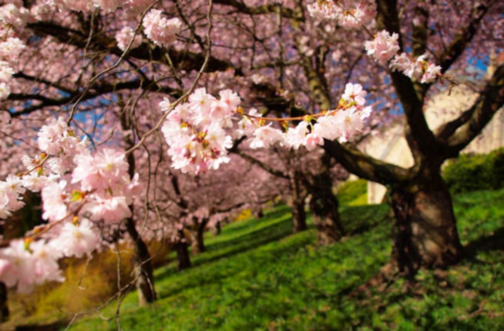 Im Frühling kann man sie in Stuttgart und der Region bewundern, im Mai ist die Zeit der japanischen Kirschblüte schon wieder vorbei.