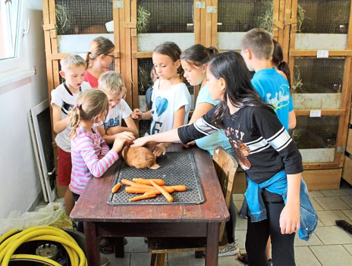 Jugendliche und Kinder werden beim Kleintierzuchtverein Empfingen eingebunden. Foto: Schwind