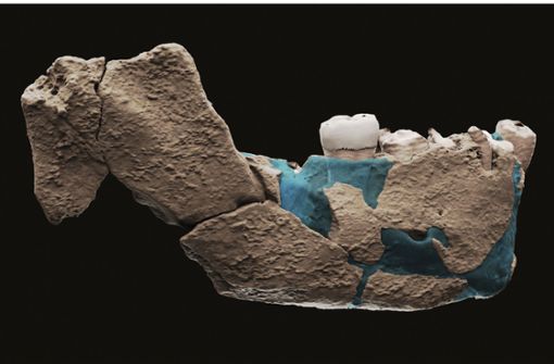 Eine virtuelle Rekonstruktion des Unterkiefers eines menschlichen Vorfahren, welche in einer Ausgrabungsstätte gefunden wurde. Foto: Ariel Pokhojaev/Tel Aviv University/AP/dpa