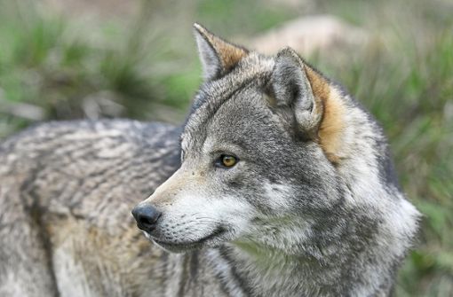 Ob ein Wolf für den Tod von zwei Ziegen im Gebiet der Gemeinde Baiersbronn verantwortlich war, steht noch nicht fest (Symbolfoto). Foto: © BennyTrapp – stock.adobe.com