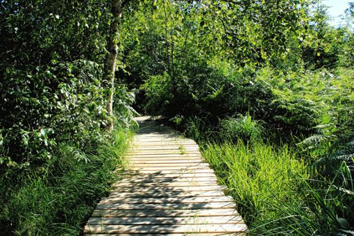 Lothar's path leads through footbridges, ladders and stairs.  Photo: Michael Mantke / Shutterstock