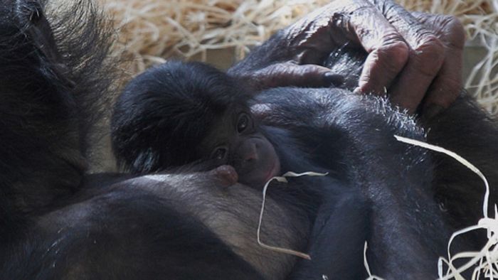 Bonobo-Mädchen Alima gestorben