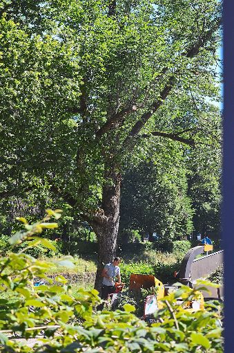 Die Mitarbeiter der Firma Bauer befreien die Baumkronen in der Stadt derzeit von abgestorbenen Ästen. Foto: Cools Foto: Schwarzwälder-Bote