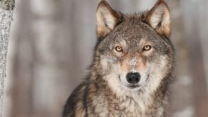 Streift Wolf jetzt durch den Südschwarzwald?
