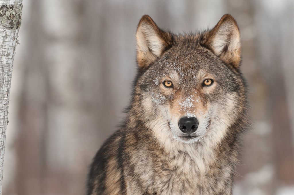 Im Südschwarzwald könnte ein Wolf unterwegs sein. (Symbolfoto) Foto: hkuchera – stock.adobe.com