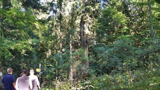 Abgestorbene Bäume wie dieser bleiben im Bannwald stehen – dort führt die Natur Regie. Foto: Eyrich