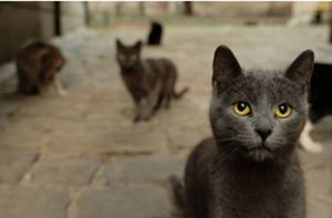 Straßenkatzen sind immer auf der Suche nach Futter –  ausgemergelt und verwahrlost, geschwächt und ungeimpft, von Parasiten geplagt. Foto: Imago/Ray van Zeschu