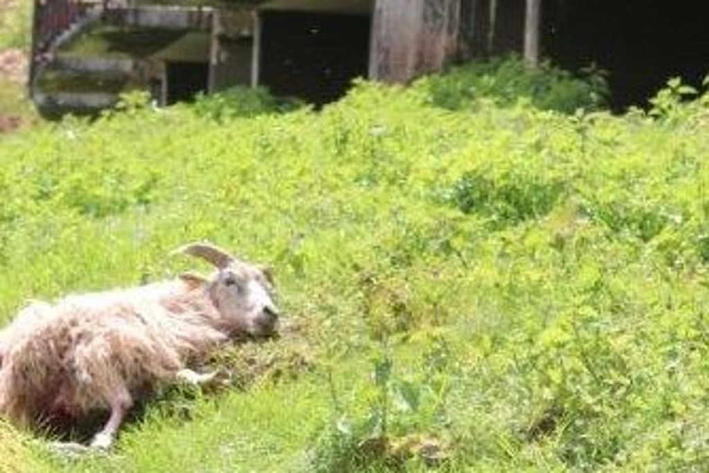 In Bad Wildbad wurde ein Schaf gerissen - war es der Wolf?