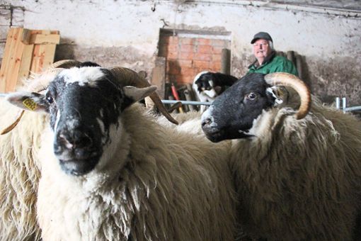 Diese schottischen Blackface-Schafe sind für Wolfgang Toth in Neudingen ein Hobby. Von der Schafhaltung, so sagt er, könne man heute hauptberuflich kaum noch leben. Foto: Schwarzwälder Bote