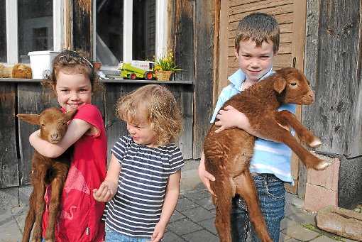Umsorgt von Benjamin, Anna und Emma genießen Peterle und Kleine Wolke nun in Niedereschach ihr Tierleben.  Foto: Bantle Foto: Schwarzwälder-Bote