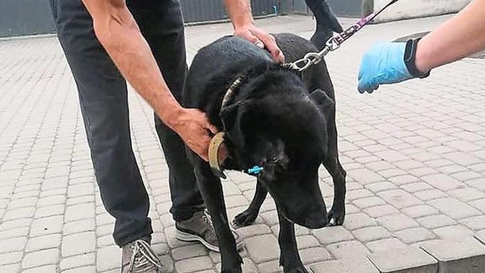 Schnelle Hilfe für angeschossenen ukrainischen Hund