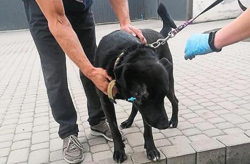 Konnte gerade noch gerettet werden: Der verletzte junge Fundhund Sirius ist bei der UNA in guten Händen. Foto: UNA/privat