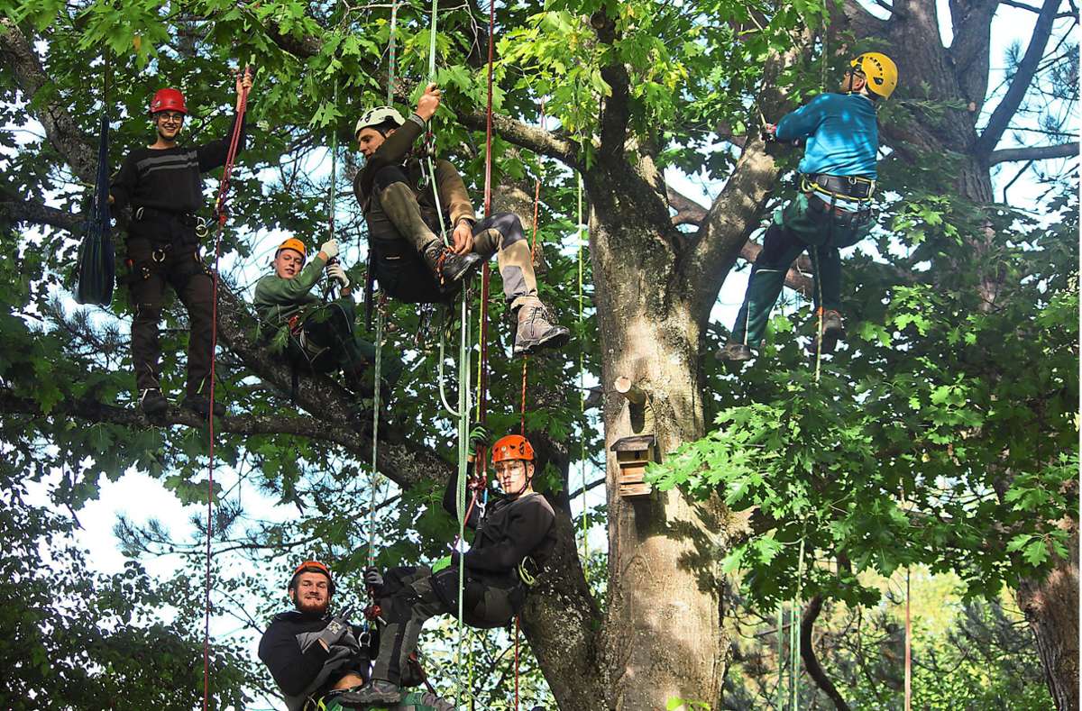 Die angehenden Landschaftsgärtner hängen in den Seilen und haben sichtlich Spaß bei der Baumpflege auf dem Hubenloch. Foto: Warkentin