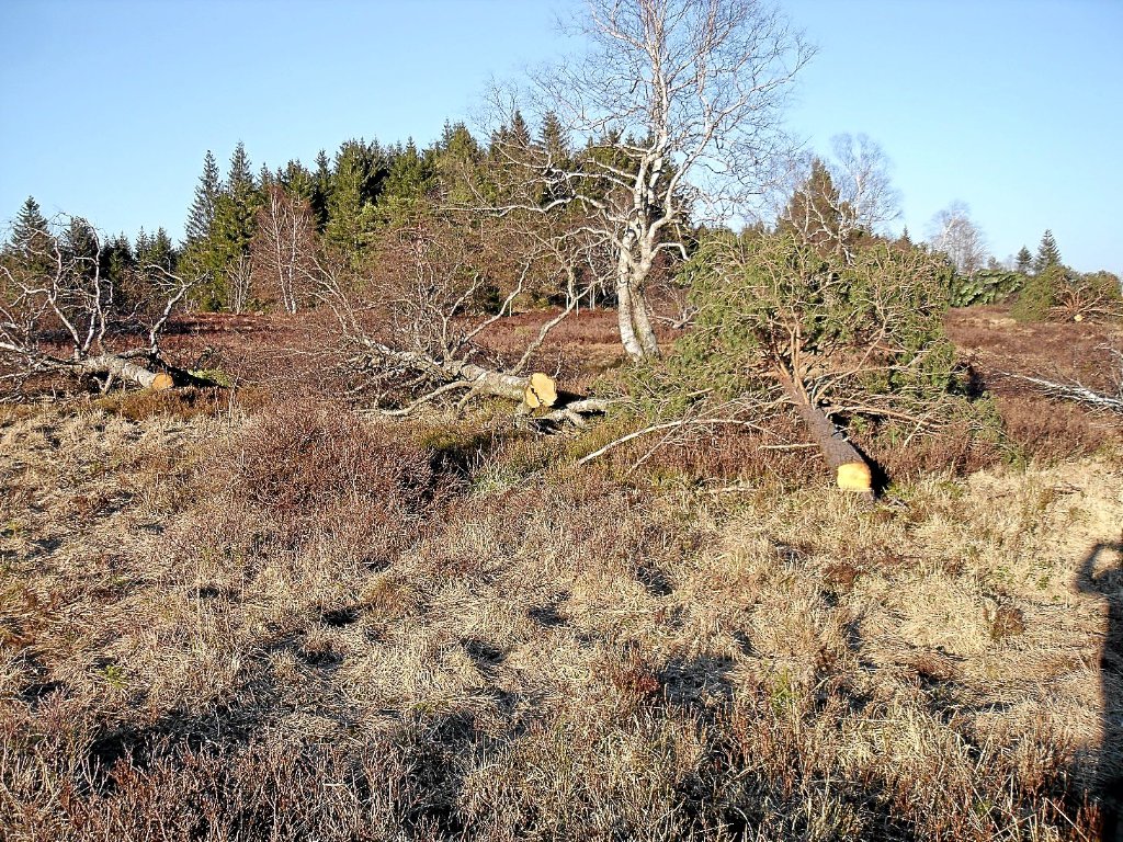 Viele Bäume wurden im Nationalparkgebiet an der Schwarzwaldhochstraße umgesägt. Foto: Gaiser