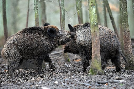 Zwei Wildschweine waren auf der Fahrbahn unterwegs. (Symbolfoto) Foto: Ebener