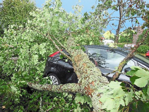 Da weiß man nicht, was man sagen soll: In Buchenberg krachte ein Baum auf zwei geparkte Fahrzeuge. Foto: Privat