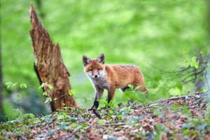 Der Fuchs geht um: Die Tiere leben eigentlich im Wald, verlieren aber zunehmend ihre Scheu vor den Menschen. Foto: pixabay