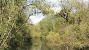 Der Rhein soll naturnah umgebaut werden. Foto: Decoux