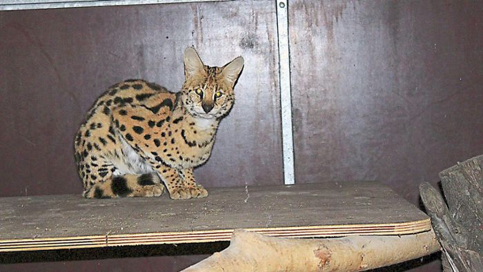 Afrikanische Wildkatze bei Ichenheimer Tierrettern