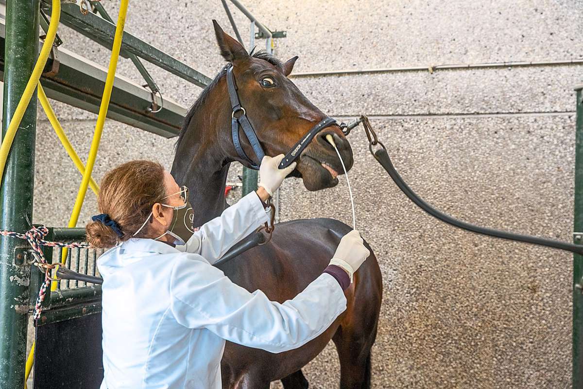 Ein Pferd wird nach einem Ausbruch von einer Tierärztin auf das Herpesvirus getestet.  Foto: Caremans