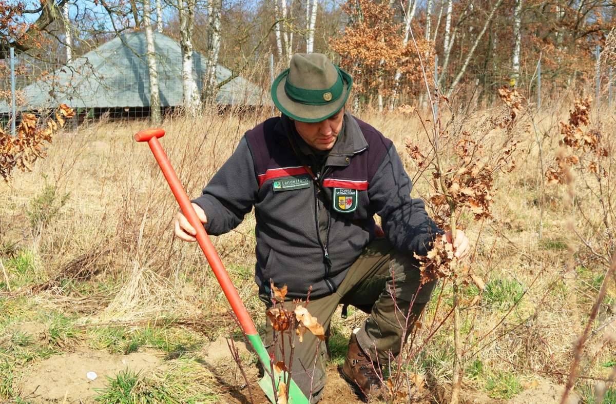 Vor zehn Jahren hat Revierförster Olaf Schwahn die ersten Bäume gepflanzt. Foto: Steve /rzybilla