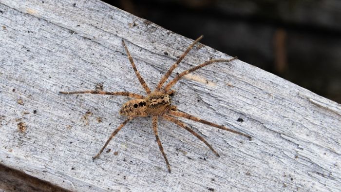 Nosferatu-Spinne hat sich besonders im Südwesten verbreitet