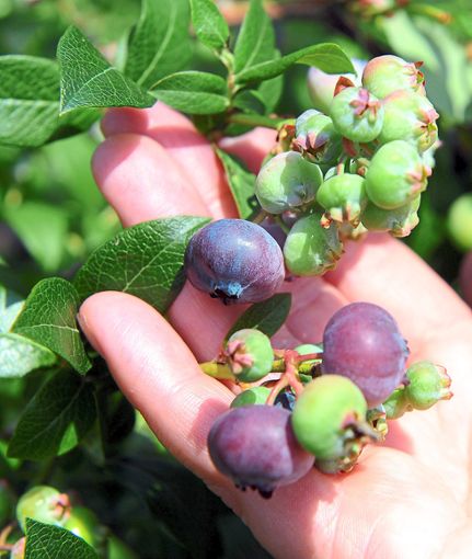 Jetzt ist Erntezeit für Heidelbeeren. Auch in den Wäldern werden die blauen Früchte reif.  Foto: Seidel Foto: Schwarzwälder Bote