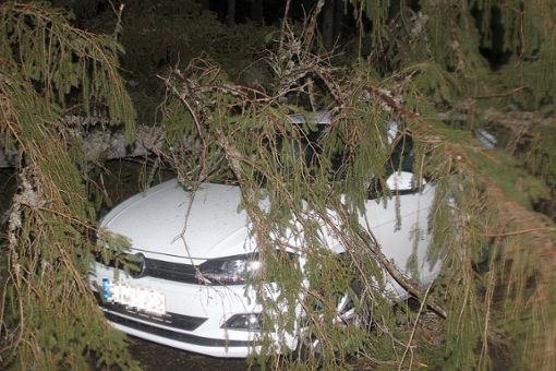 Wer bezahlt, wenn ein Baum aufs Auto fällt? Wir haben nachgefragt! Foto: Bartler-Team