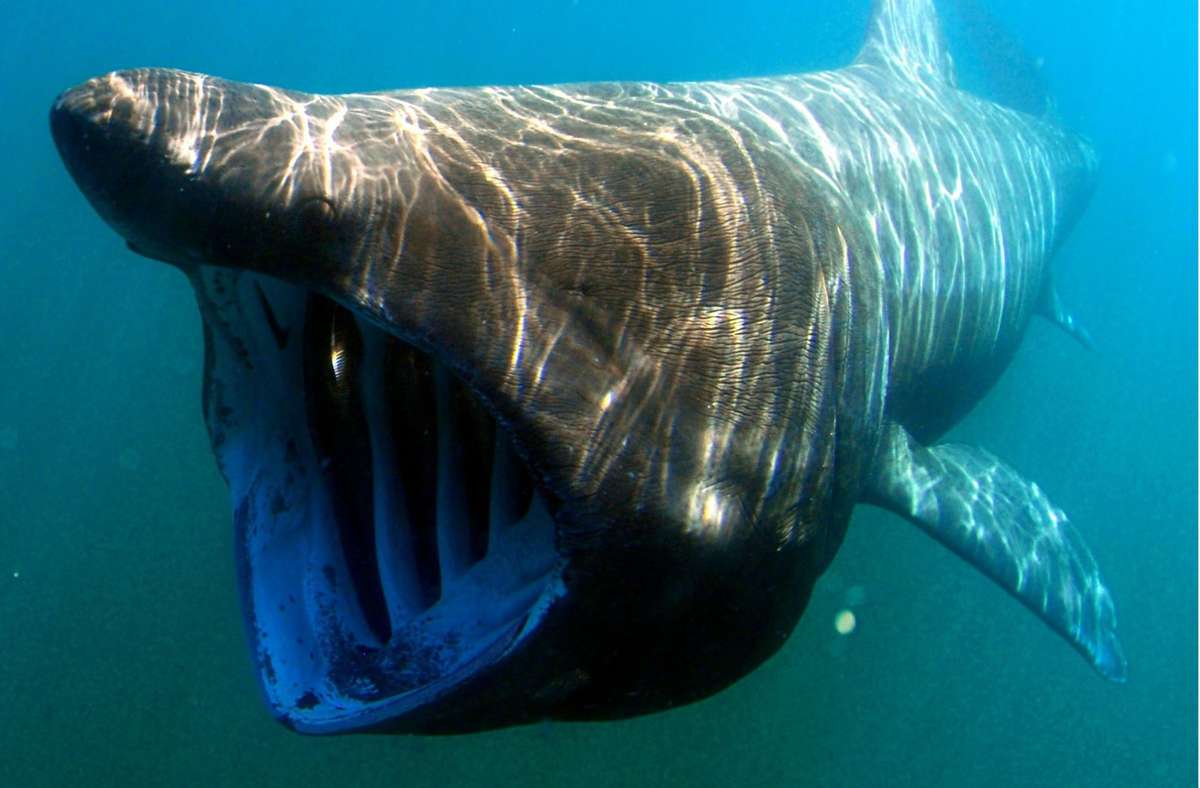 Ein Riesenhai umkreiste ein Schiff voller Touristen. Er kann bis zu zehn Meter lang werden und vier Tonnen schwer. (Symbolbild) Foto: Pixabay/David Mark