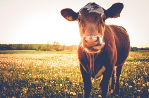 Eine Kuh steht auf der Weide. Das Forum Pro Schwarzwaldbauern strebt eine faire Landwirtschaft an. Foto: © stadelpeter – stock.adobe.com
