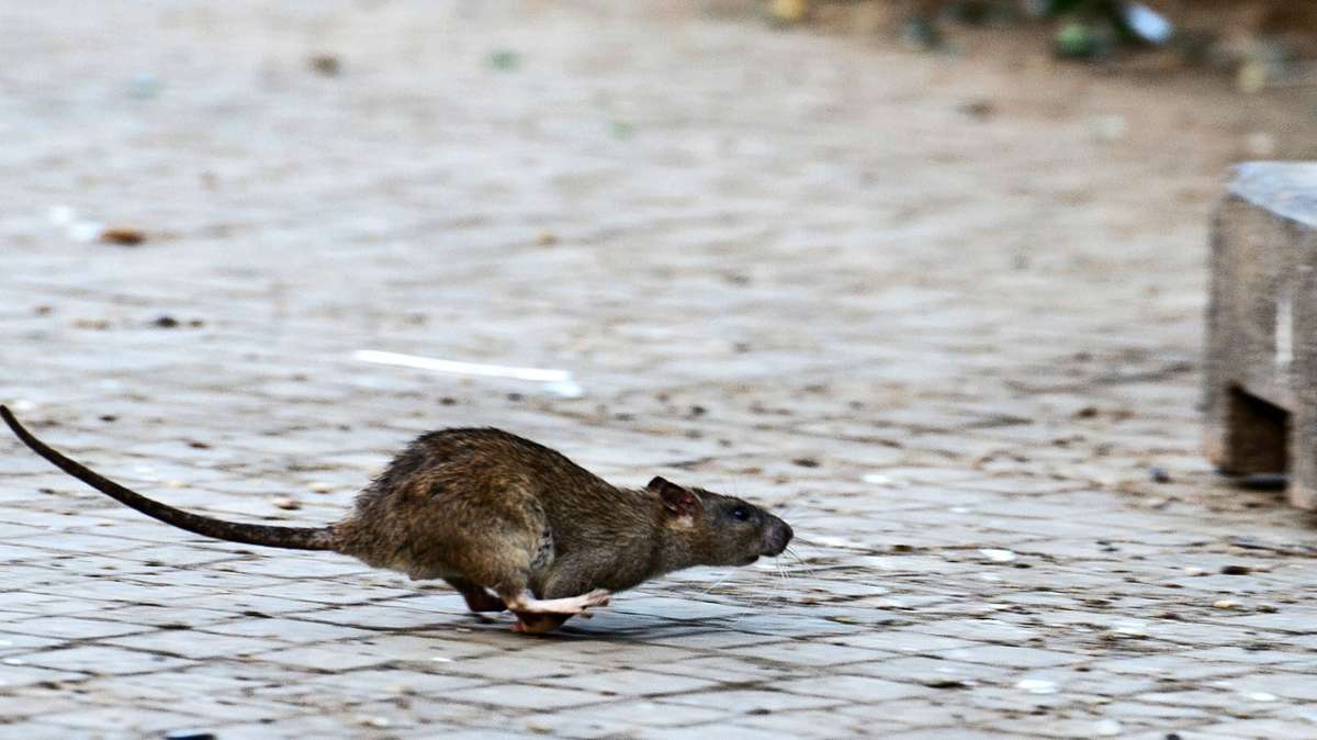 Schädlinge in Balingen: Stadt kämpft mit Giftködern gegen Ratten an