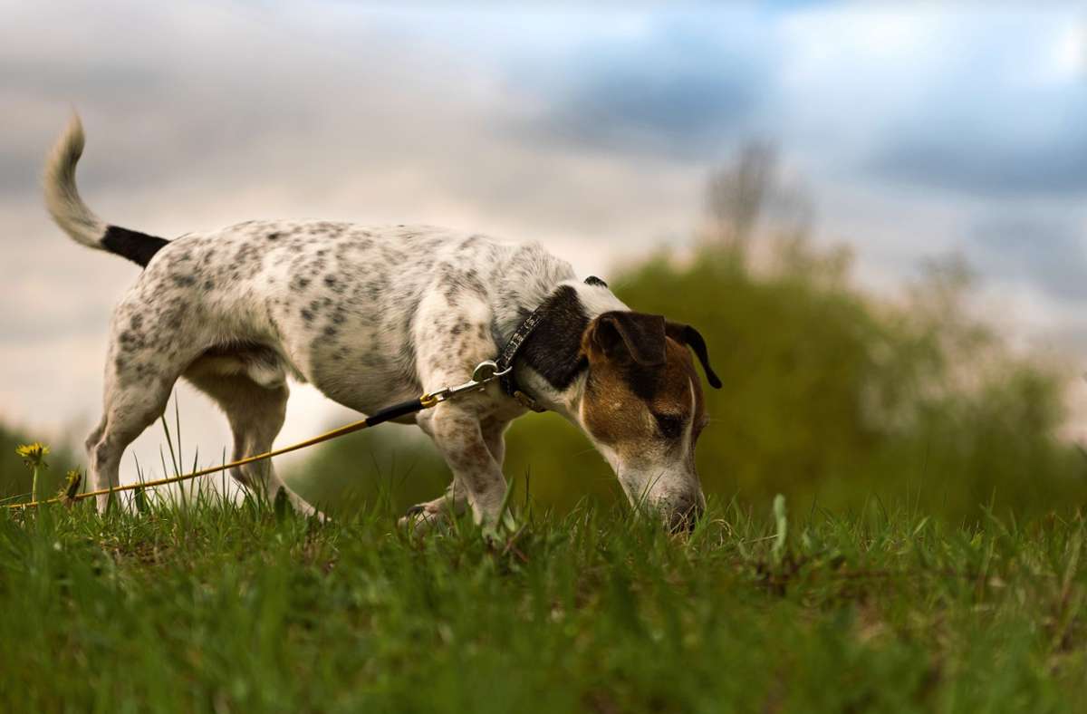 Dieser Hund folgt einer Spur im Gras. In dieser Situation könnte er –  womöglich  unbemerkt von Herrchen – einen Giftköder aufnehmen. Foto: © Karoline Thalhofer - stock.adobe/K.THALHOFER