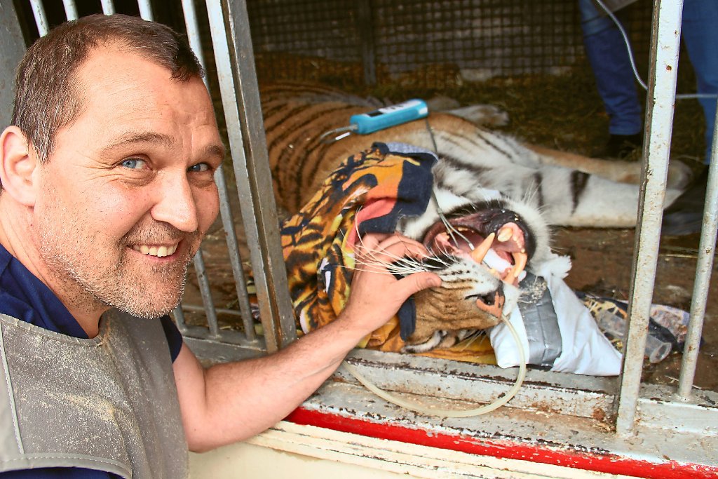 Von Routine kann man bei Raubkatzen nie sprechen: der  Fachtierarzt für Tierzahnheilkunde Peter Stelzer bei der Behandlung von Tiger Radja. Foto: Wagener